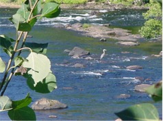 Blue Heron waiting for fish near the Manchester outfall location.